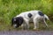 Puppy break, a young puppy having a look in muddy puddles.