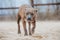 Puppy of breed American Staffordshire Terrier walks on the sand