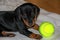 Puppy breed dachshund