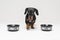 Puppy of breed dachshund, black and tan, goes lick between two empty bowls isolated on gray background. food needs of a dog