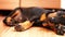 A puppy breed doberman sleeping in slow motion. Little cute dog.