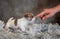 Puppy of breed Jack Russell Terrier stands on a white terry blanket and his hand