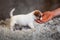 Puppy of breed Jack Russell Terrier stands on a white terry blanket and his hand