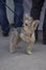 Puppy breed Yorkshire Terrier gray with hair pinned on top and tucked front paw stands next to the owner on a leash