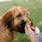 A puppy briard on the middow in the summer