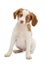 Puppy brittany spaniel looks in the face
