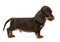 Puppy brown short hair dachshund standard in white studio