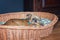 Puppy Brusselse Griffon is chewing on a bone in her basket