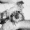 Puppy Brusselse Griffon lies delighted on her boss`s lap