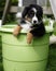 Puppy in bucket