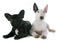 Puppy bull terrier and french bulldog