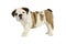 Puppy bulldog baby standard in white studio