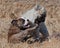 Puppy Bulldog and puppy Eurasier play on the beach