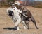 Puppy Bulldog and puppy Eurasier play on the beach