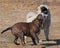 Puppy Bulldog and puppy Eurasier play on the beach