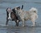 Puppy Bulldog and puppy Eurasier play on the beach