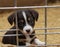 Puppy in a cage, unhappy dog, puppy mill, puppy trade, bondage, cute puppy, sad puppy, dog farm