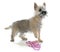 Puppy cairn terrier