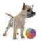 Puppy cairn terrier