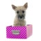 Puppy cairn terrier