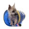 Puppy cairn terrier