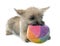 Puppy cairn terrier