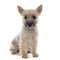 Puppy cairn terrier