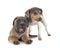 Puppy cane corso and brazilian terrier