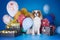 Puppy Cavalier King Charles Spaniel with balloons and gifts on b