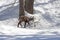 Puppy chamois, National Park, Aosta