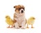 Puppy and chickens