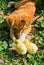 Puppy and chickens