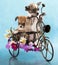 The puppy chihuahua on a bicycle
