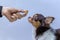 Puppy chihuahua eat food from hand,training,feeding pet concept,Feeding the by hand,Dogs look at food,blur,Soft focus
