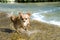 Puppy chihuahua in the river