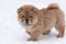 A Puppy Chow Chow, close-up in the snow