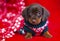 Puppy christmas Dachshund