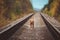 Puppy cirneco runs on the railway