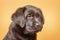 Puppy close up macro photo of Labrador Retriever breed. Dog on a yellow background