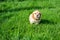 Puppy cocker spaniel running along the green grass
