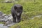 Puppy Commanders blue arctic fox walking towards the green summer tundra