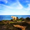 Puppy contemplates Jumping into Ocean under Blue Sky