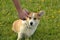 Puppy Corgi pembroke on a walk. Young energetic dog on a walk. Puppies education, cynology, intensive training of young dogs. Walk