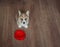 puppy the Corgi sits on the floor next to an empty bowl and looks at the owner with a hungry devoted look