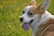 Puppy Corgi.Young energetic dog on a walk. Puppies education, cynology, intensive training of young dogs. Walking dogs in nature.