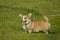 Puppy Corgi.Young energetic dog on a walk. Puppies education, cynology, intensive training of young dogs. Walking dogs in nature.