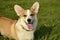 Puppy Corgi.Young energetic dog on a walk. Puppies education, cynology, intensive training of young dogs. Walking dogs in nature.