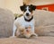 Puppy on the couch with toy