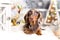 Puppy dachshund Christmas dog