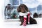 Puppy dachshund Christmas dog